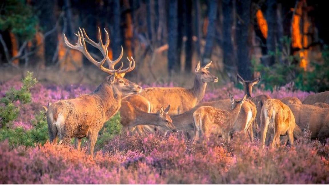 Sfeervol Chalet Op De Veluwe Putten Eksteriør billede